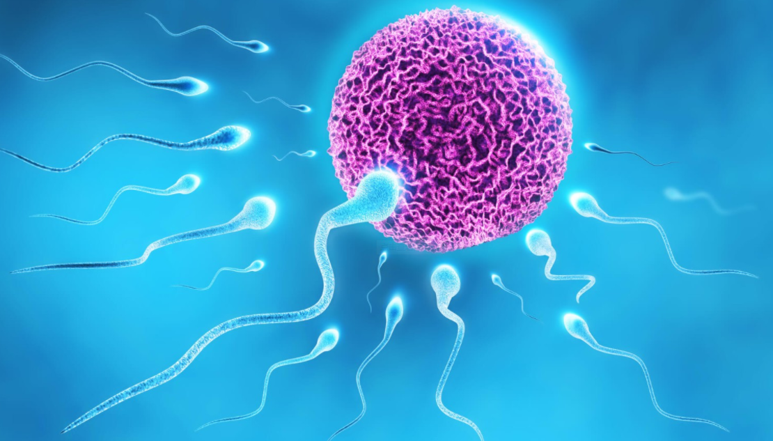 国内做供卵的机构名单排名,做试管婴儿是怎么回事(女性年纪大能做试管婴儿吗)