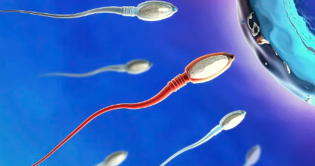 国内供卵是几代试管,试管婴儿当天建档攻略分享,准备资料、文件一文通