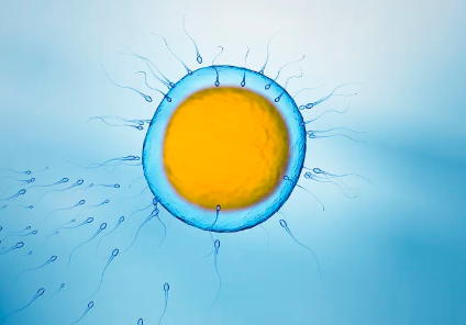 国内供卵试管公司有哪些,国内有做供卵试管成功的吗,供卵试管婴儿就上海坤和